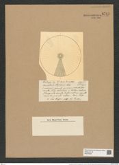 Coscinodiscus concinus var. arafurensis Grun. (de-Toni-Nr.: Genus 202, Species 5002) Zeichnungen Sammlung Grunow Nr. 8715 (NHMW-BOT-W0378289)